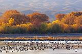 Bosque del Apache_72741